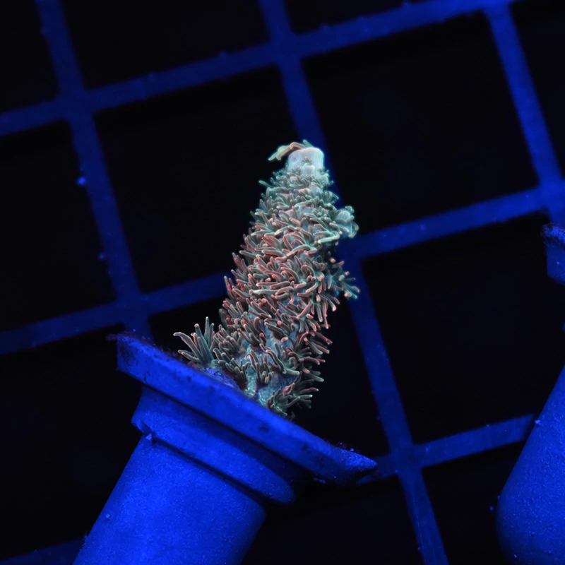 What’s your favorite type of acro? | Reef2Reef