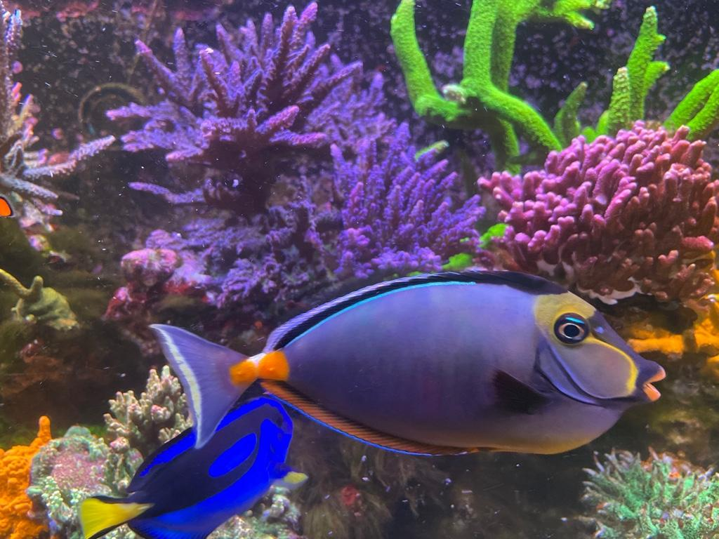 Tangs… What do you see in them? | Page 3 | REEF2REEF Saltwater and Reef ...