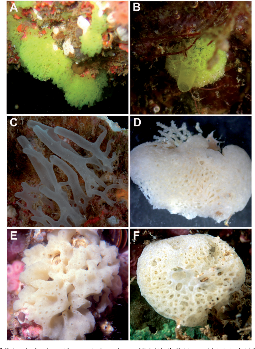 Sponge? | Reef2Reef