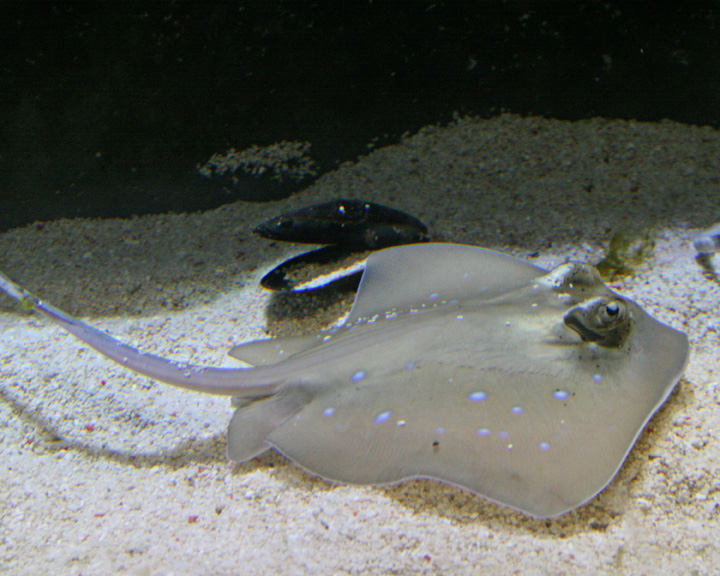 QUESTION OF THE DAY - BIG FISH WEEK: What your most favorite 