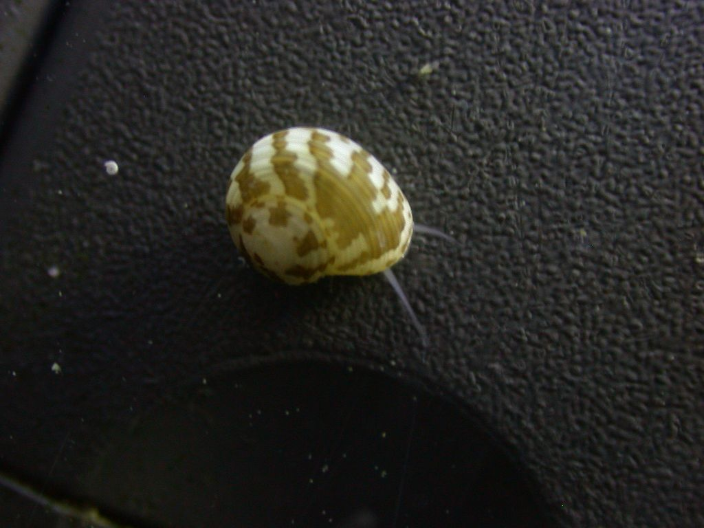 What kind of snail is this? | REEF2REEF Saltwater and Reef Aquarium Forum