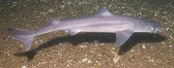 Spiny dogfish - Wikipedia