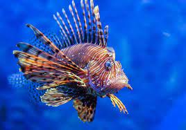 How fear of being eaten might help keep invasive lionfish from taking over  reefs