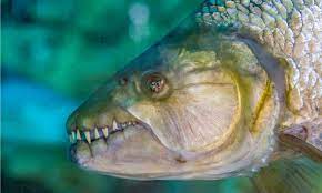 Goliath Tigerfish Fish Facts | Hydrocynus goliath - AZ Animals