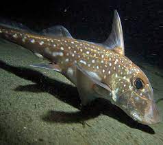 Spotted Ratfish | Online Learning Center | Aquarium of the Pacific