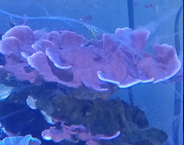 Help! White web all over | Reef2Reef