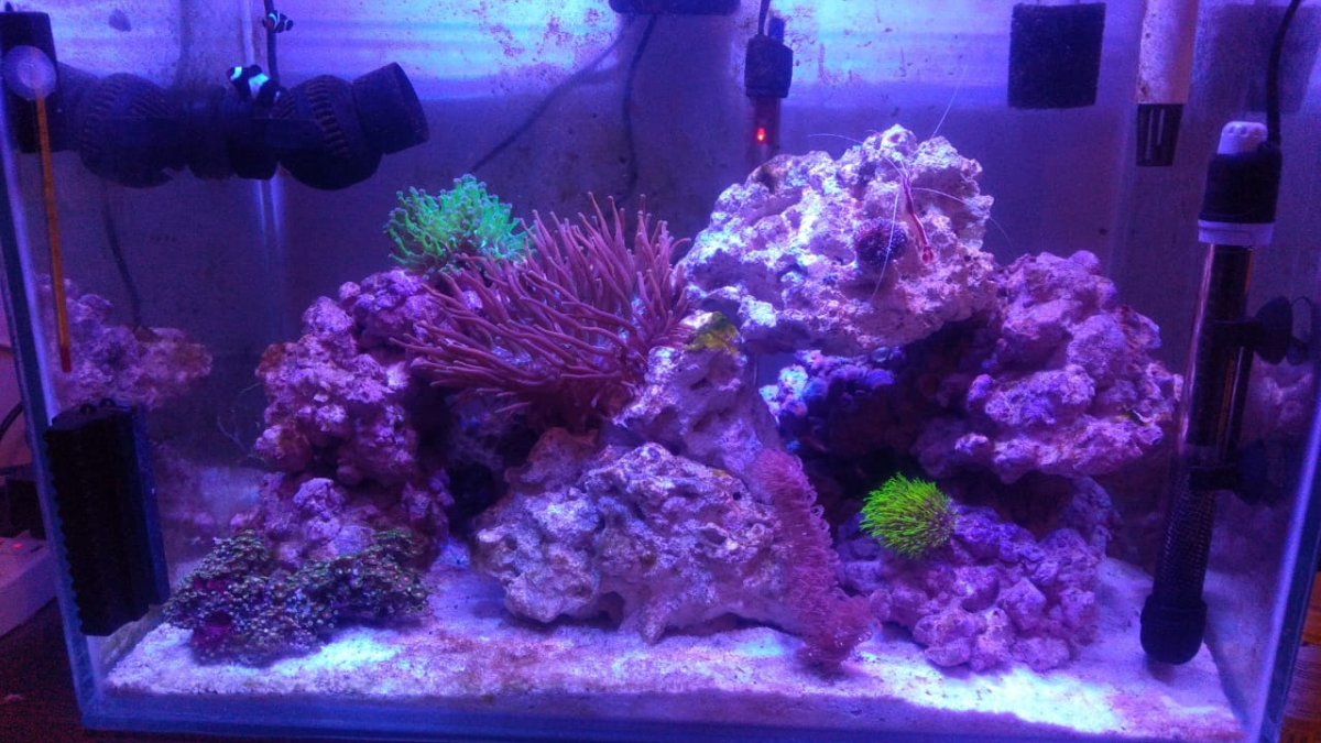 Image showcasing How to reduce nitrates in a 6 month old reef tank | Reef2Reef