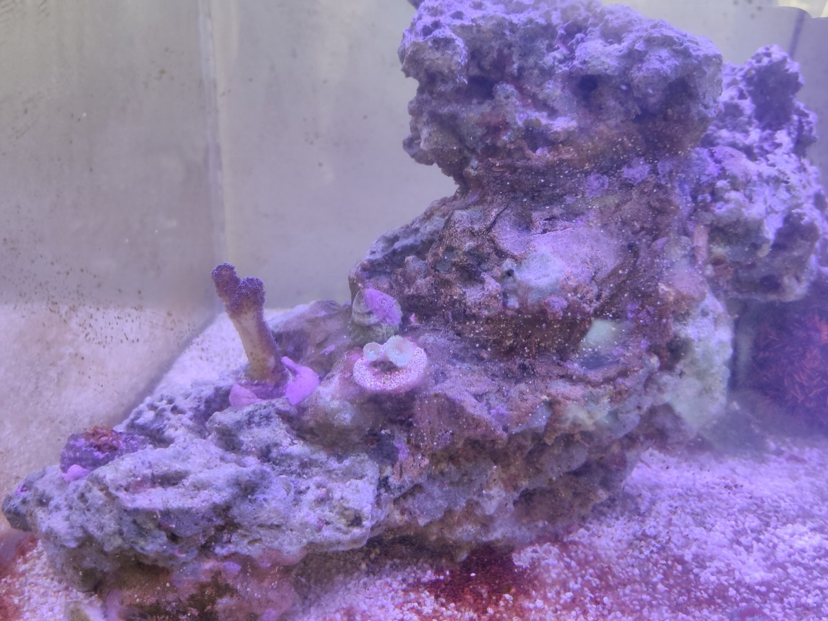 How to keep up with phosphate consumption | Reef2Reef
