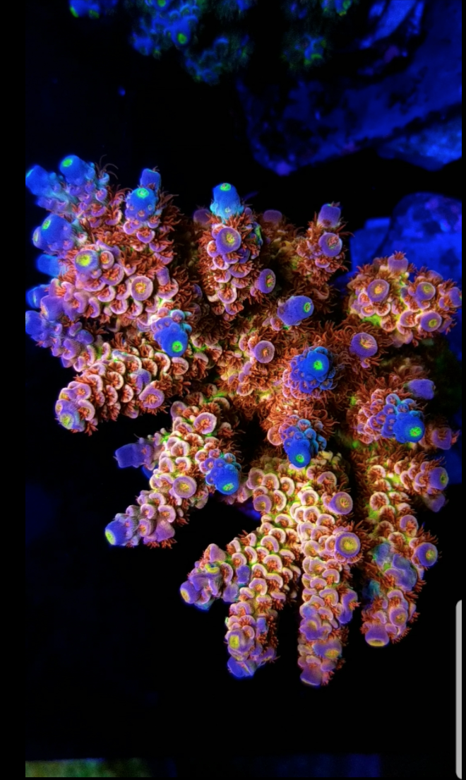 sb coral