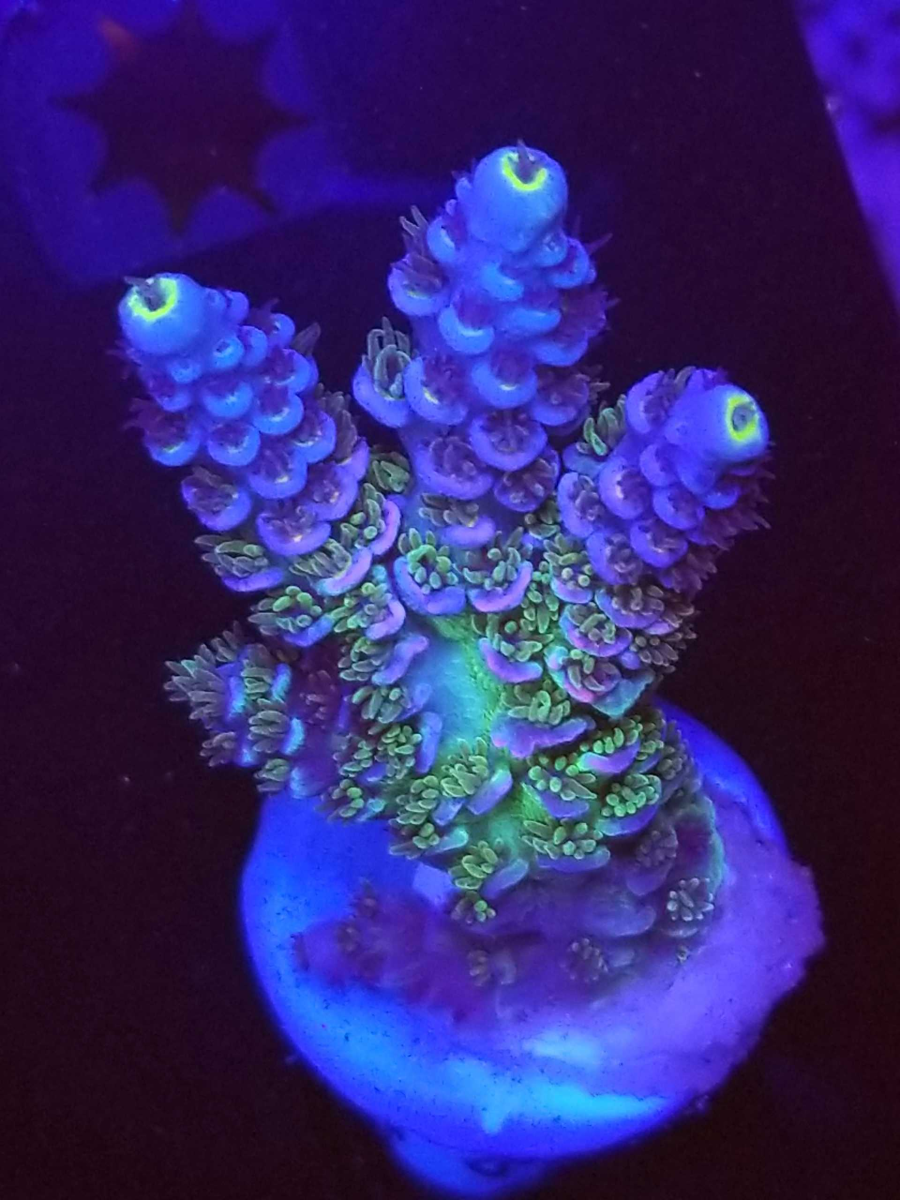 sb coral