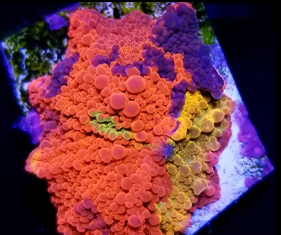 sb coral