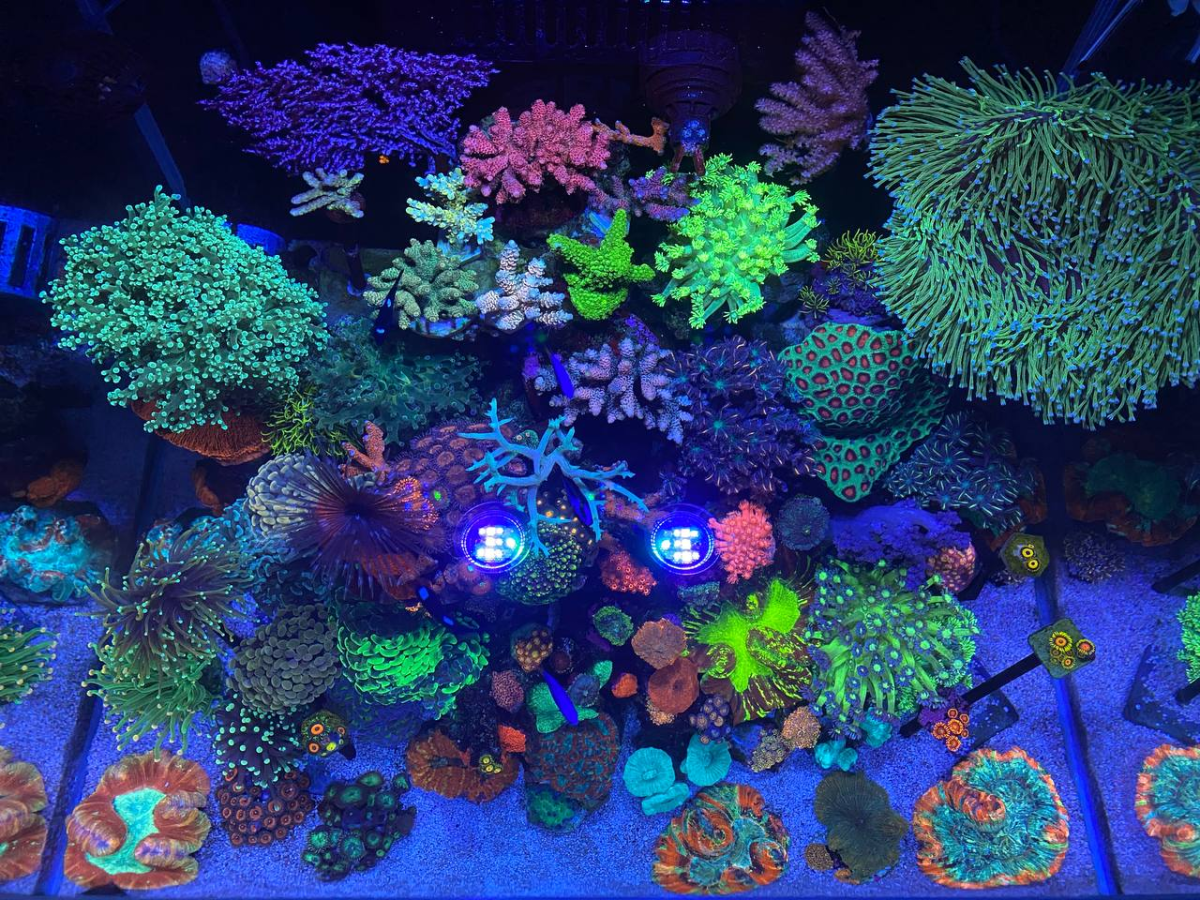 QUESTION OF THE DAY - Of all the LPS corals THIS ONE is the BEST ...