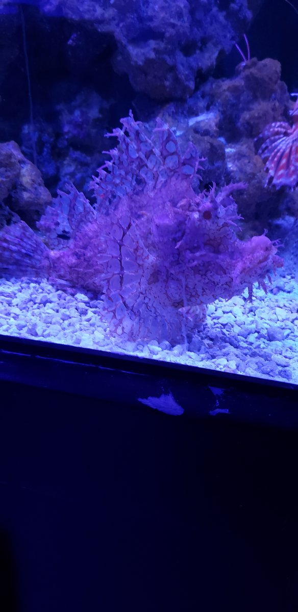 What's an uncommon fish you've kept or wanted to keep | Page 2 | Reef2Reef