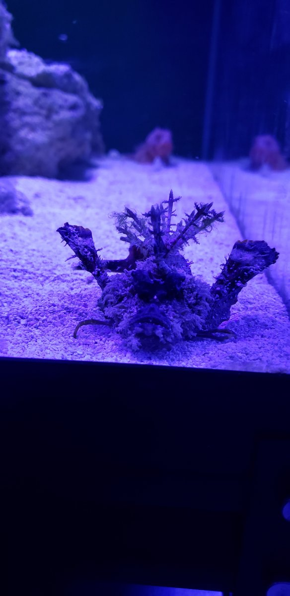 What's an uncommon fish you've kept or wanted to keep | Page 2 | Reef2Reef