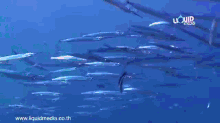 1668202232237.gif