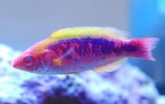 What is a Fish That You Love but No One Talks About | Page 4 | Reef2Reef