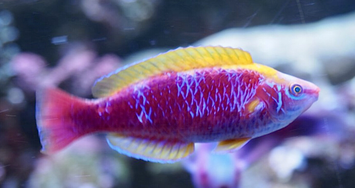 Build Thread - Lost in the Wrasses! Rollercoaster of a Reef Build ...