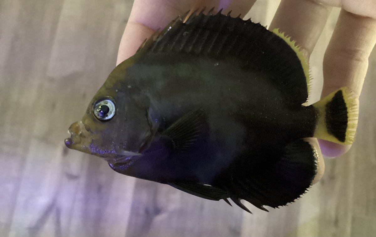 Build Thread - Lost in the Wrasses! Rollercoaster of a Reef Build ...