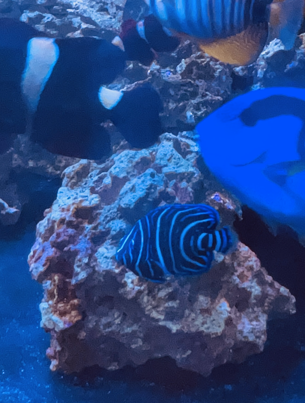 Jan 2023 POTM: Uncommon fish in your tank | Reef2Reef