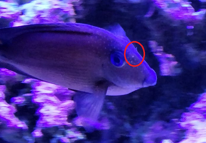 Is this HLLE or something different? | Reef2Reef