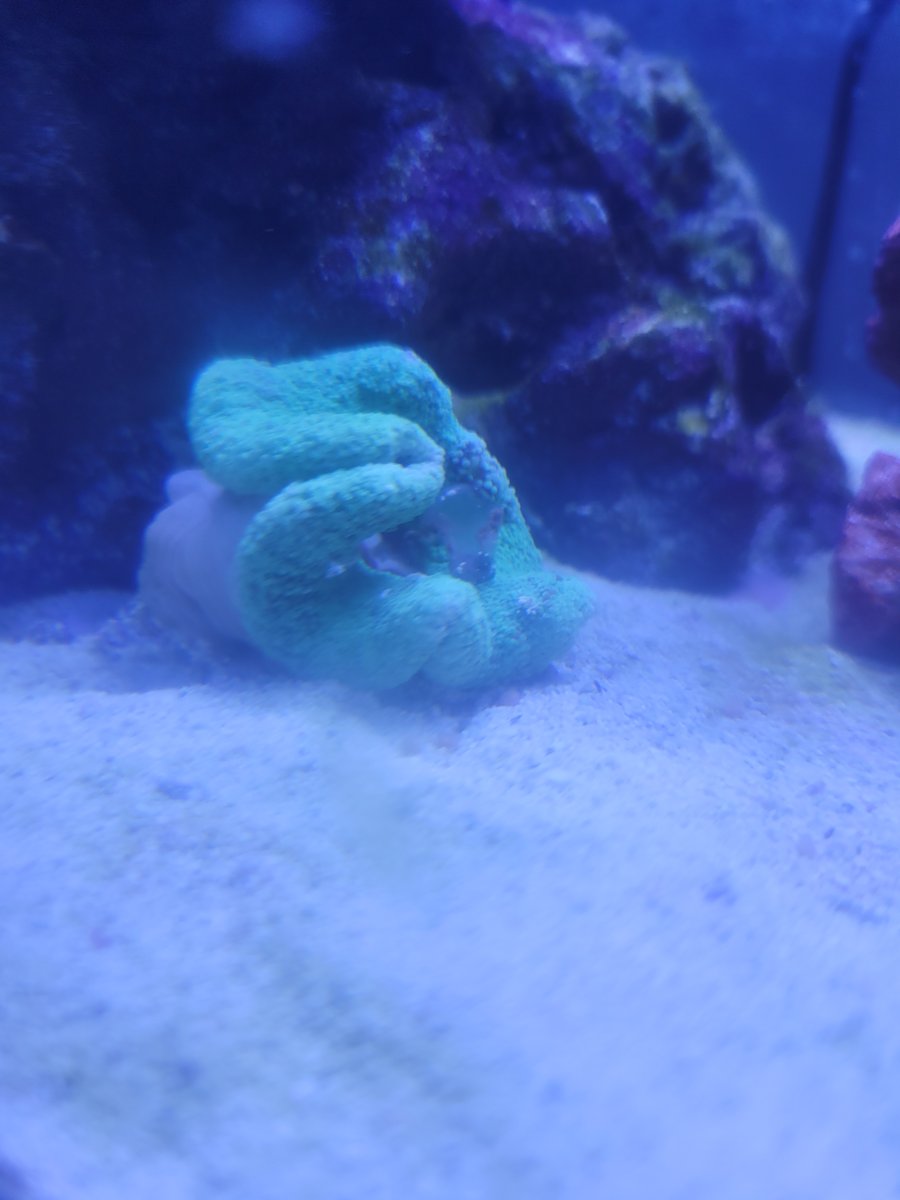 EMERGENCY - I just got this carpet anemone to day from petco and dont ...