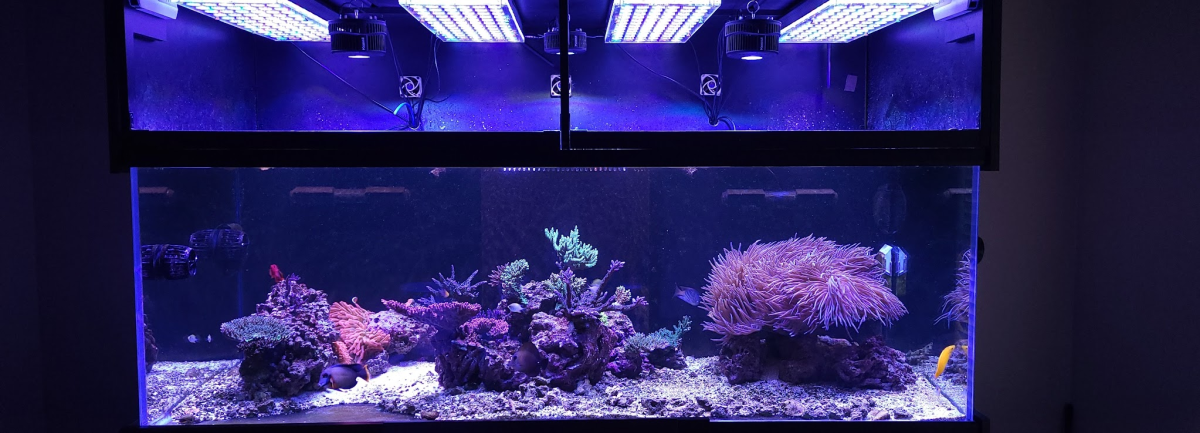 What lights are you running for your anemone specific reefs? Could use ...