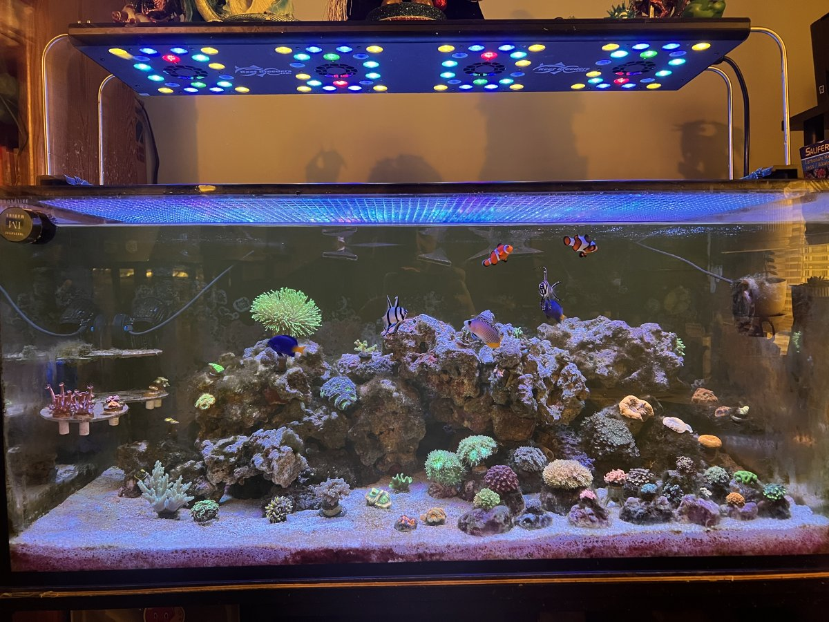 Reef Tank 365 - Reef Tank 365 - steveschuerger's My Innovative Marine ...