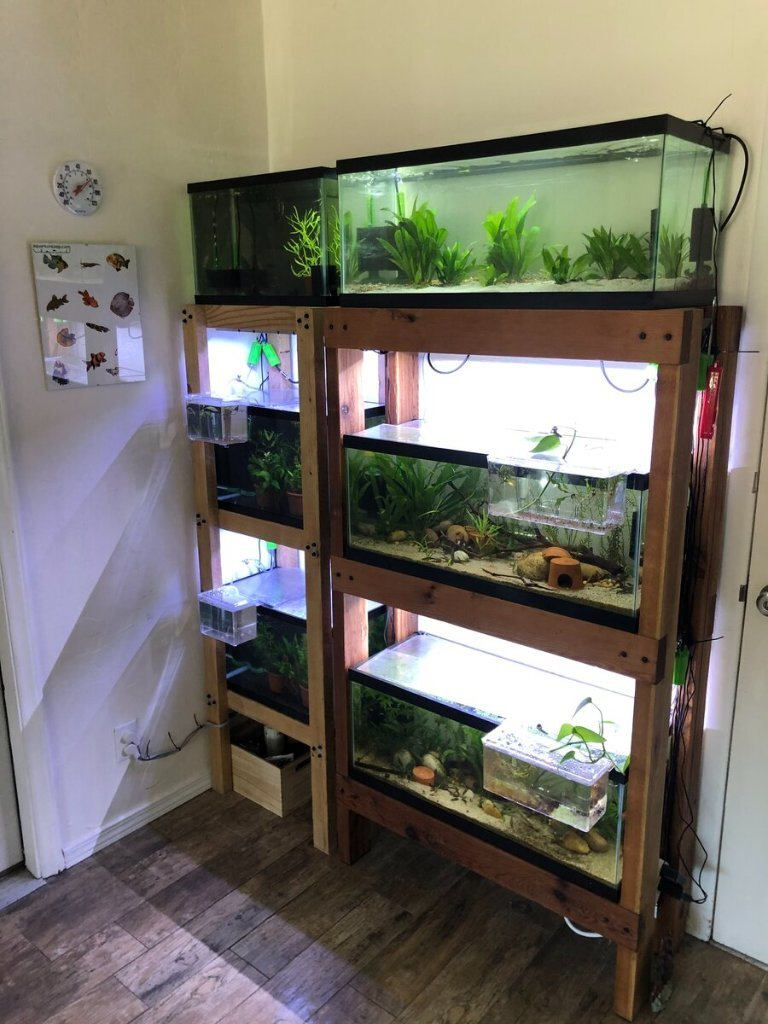 QUESTION OF THE DAY - Salty stage: Have you ever built a DIY aquarium  stand?