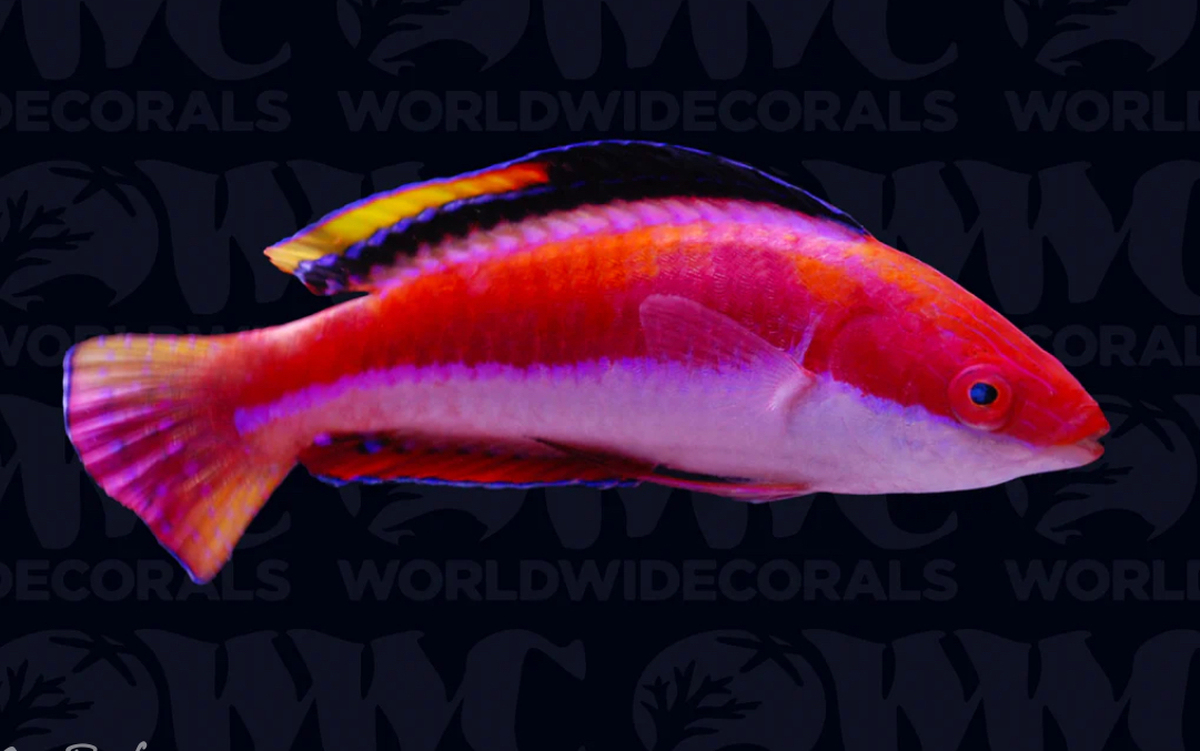 Build Thread - Lost in the Wrasses! Rollercoaster of a Reef Build ...