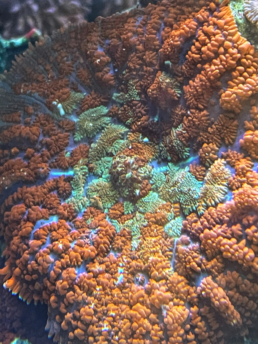 Just tried out the new macro lens | Reef2Reef