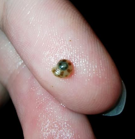 Sundial or Collonista snail? | Reef2Reef