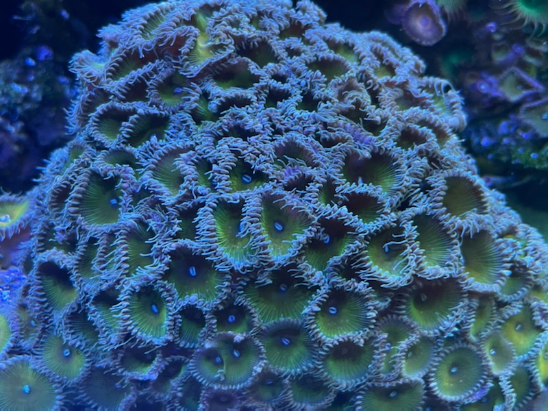Wisconsin - Live Goods - Huge Nuclear green paly rock with over 100 ...