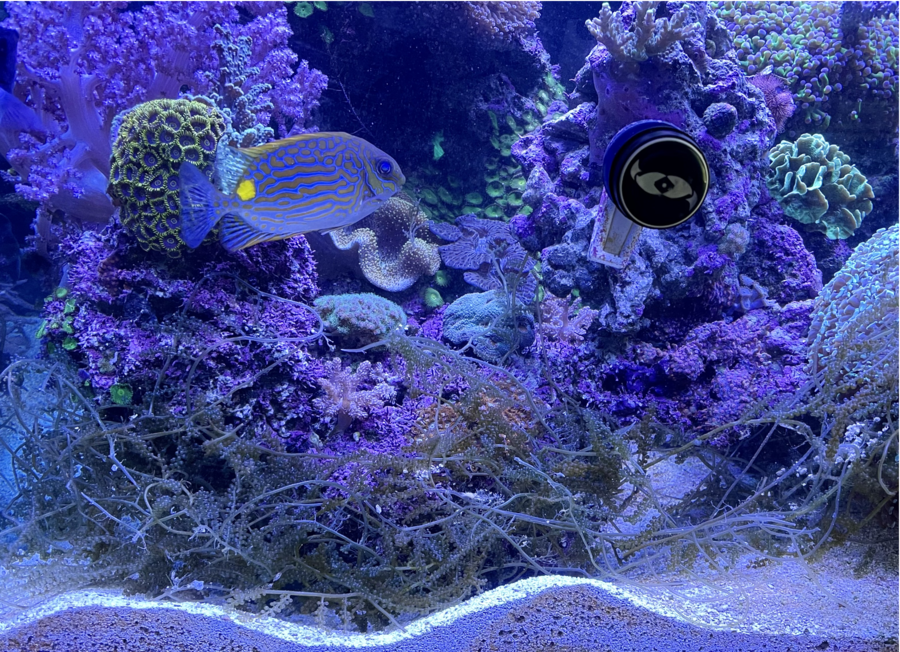 real talk: how do you plant grape caulerpa | Reef2Reef