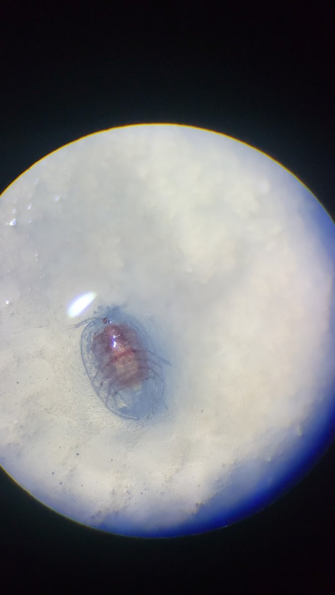 What is this small red critter? | Reef2Reef