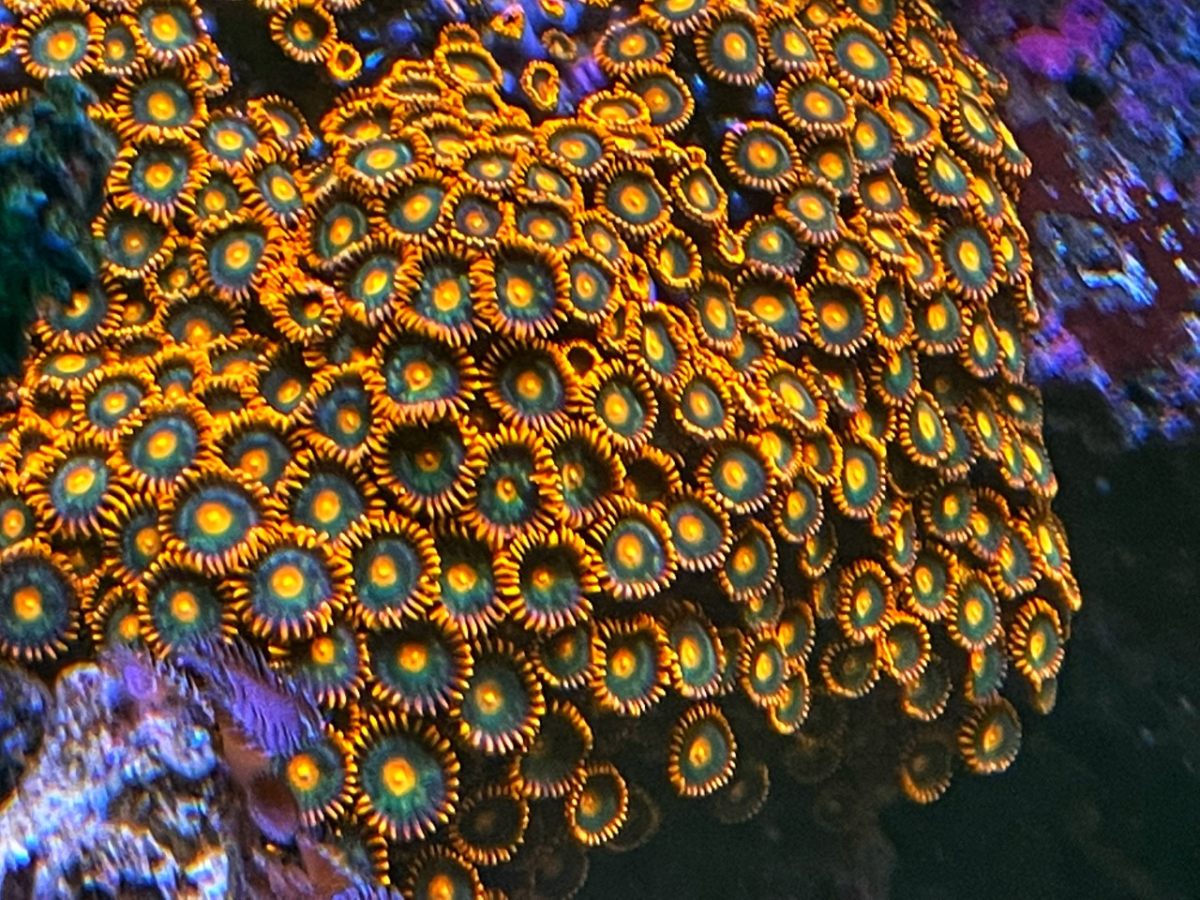 Zoa ID and placement | Reef2Reef