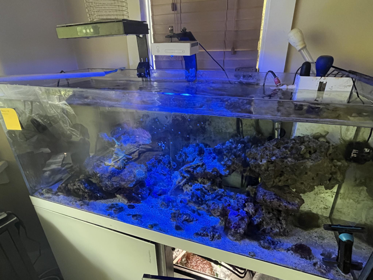 Combating high nitrates, should I do a 100% water change or only 50% ...