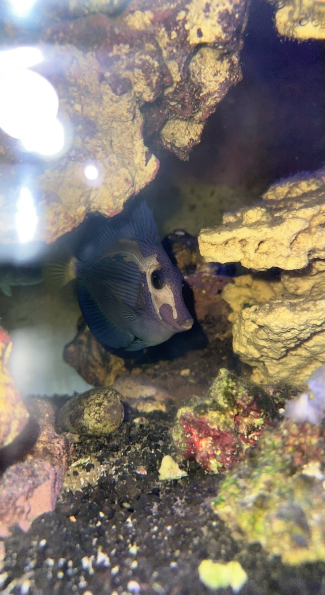 Rescuing and fostering marine fish and invertebrates, how can we help ...