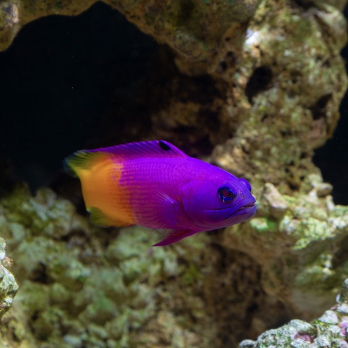 QUESTION OF THE DAY - Keeping fish straight: Are there fish that you ...