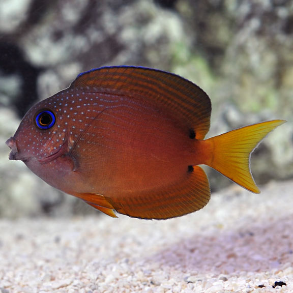Growth Rates on the Smaller Tangs (Calling all tang owners!) | Reef2Reef