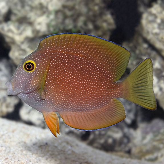 Growth Rates on the Smaller Tangs (Calling all tang owners!) | Reef2Reef