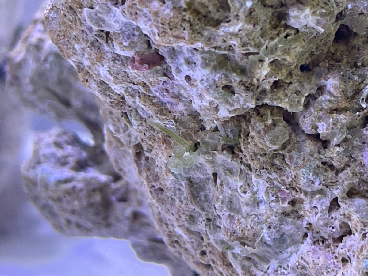 Live rocks are truly interesting... | Reef2Reef