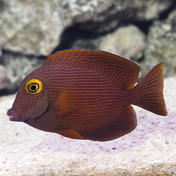 Growth Rates on the Smaller Tangs (Calling all tang owners!) | Reef2Reef