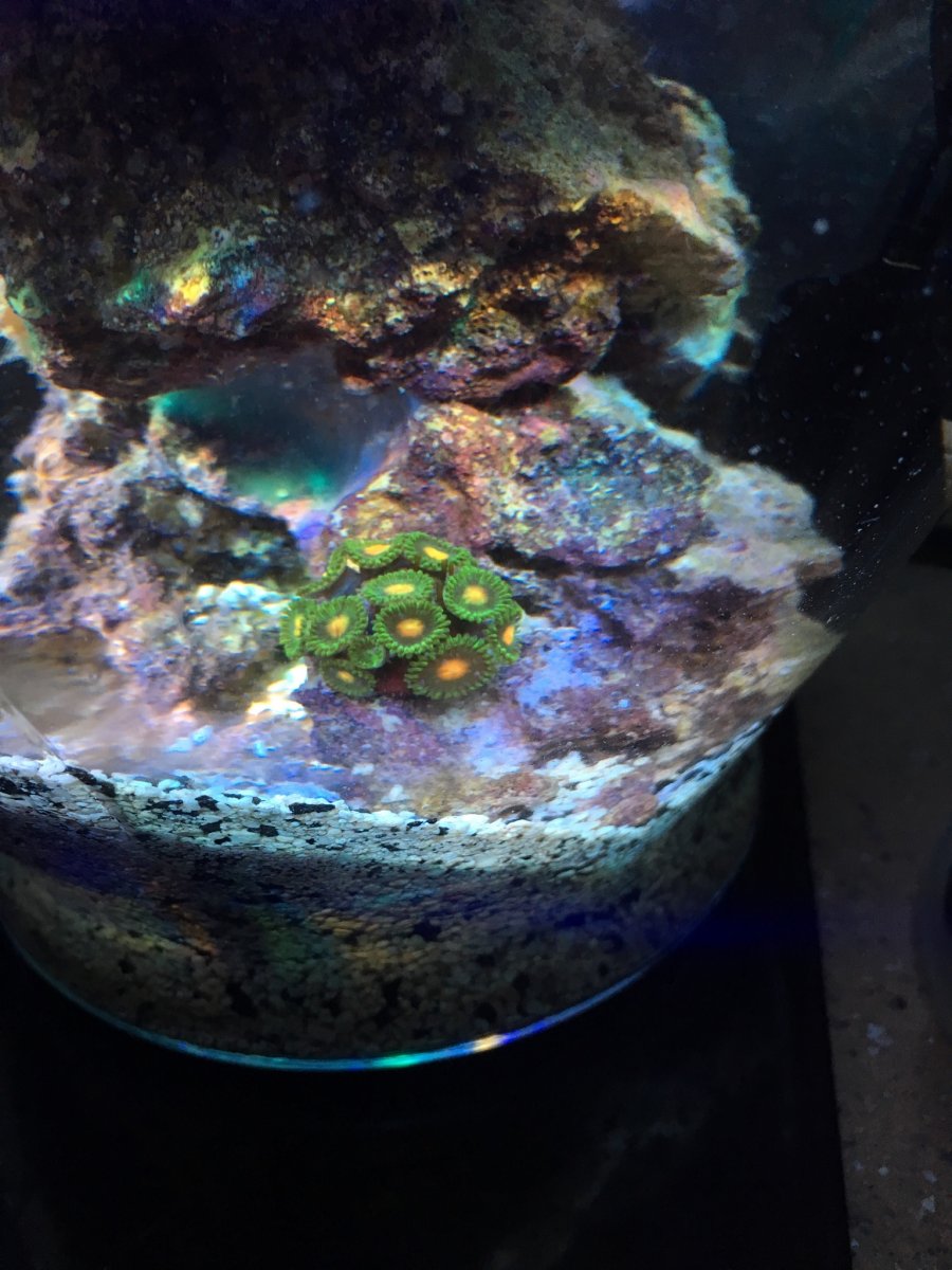 Build Thread - REEF VASE BUILD FOR MY 10 YEAR OLD GRANDSON | Page 2 ...