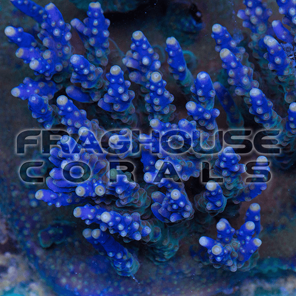 17 FHC King Purp Acro coral reef LPS SPS.png