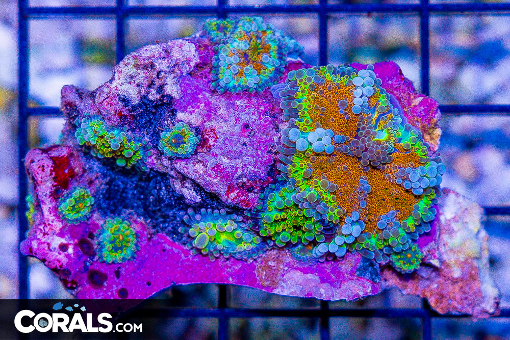 Image showcasing **FIRE NEW CORAL DROP** Colonies, Anemones, and Collector's Corals ...