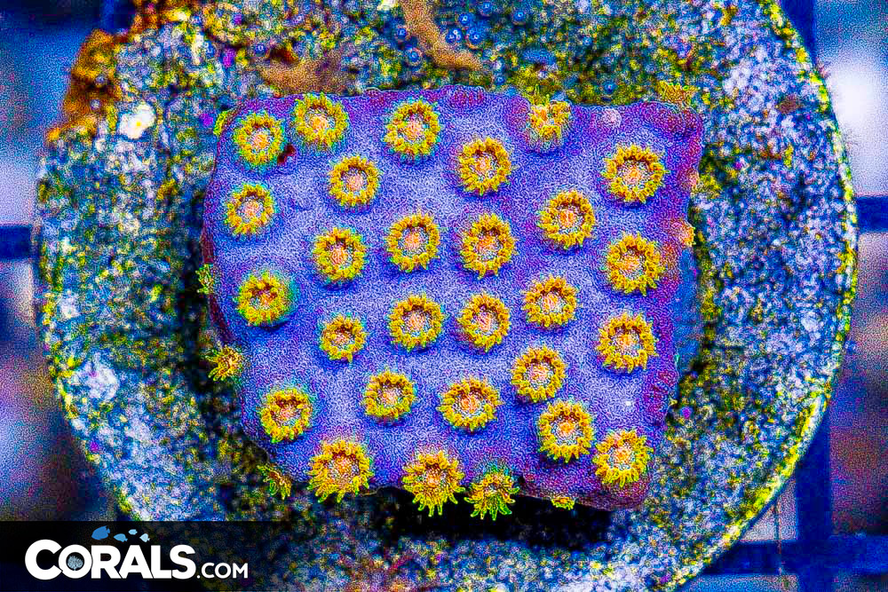 **CRAZY Rainbow Lord Frags! All New Frags & Frag Packs Update!** New ...