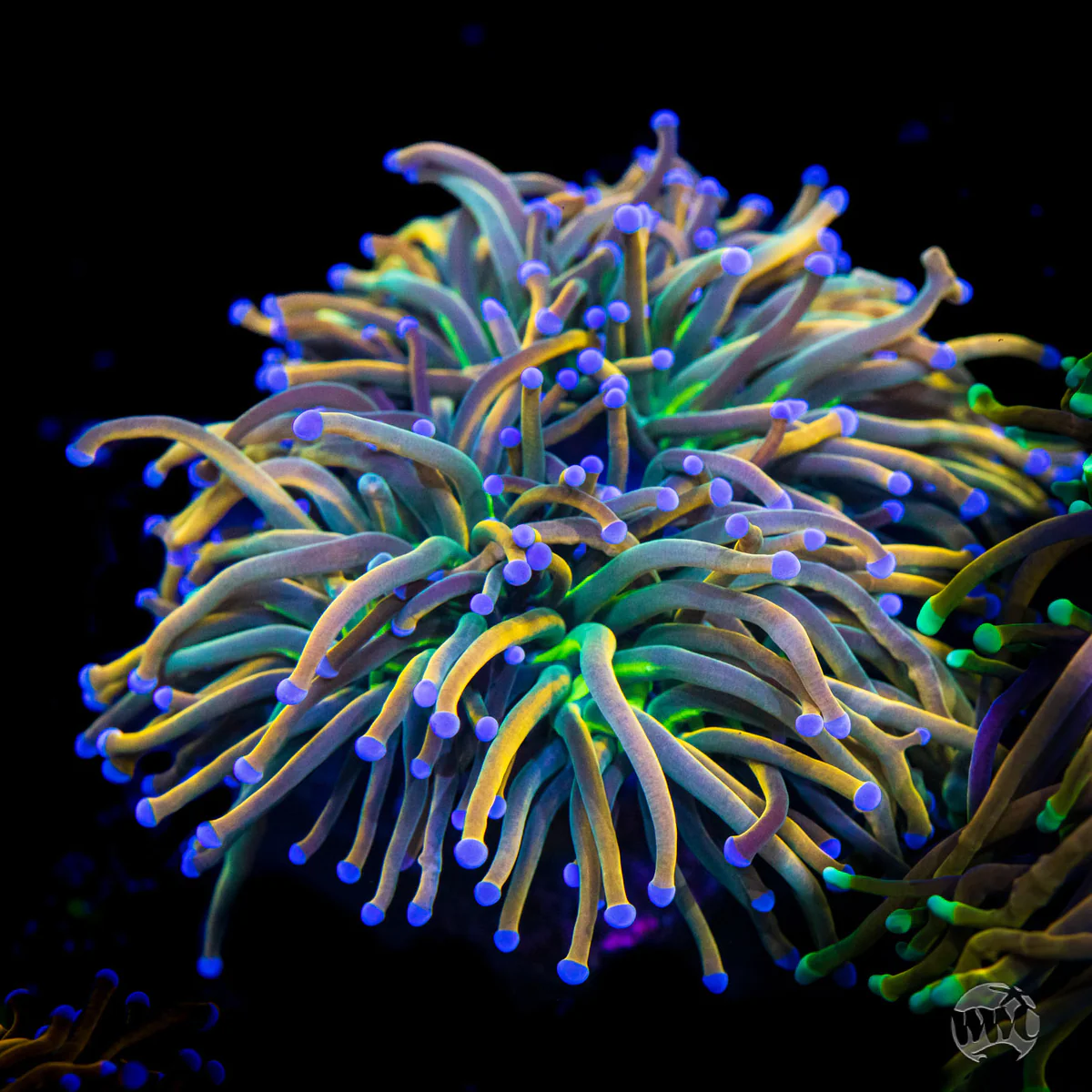 WWC Vic's Picks: High End Corals | Reef2Reef