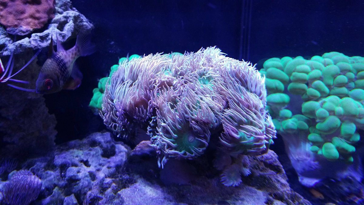 The most beautiful Duncan | Reef2Reef