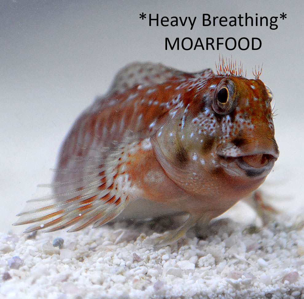 Name the most ugliest fish in the hobby | Page 2 | Reef2Reef