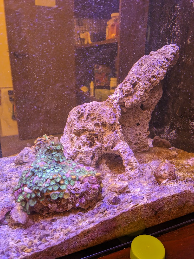 Build Thread - JoJo's No Funny Business Office Tank Thread | Page 36 ...